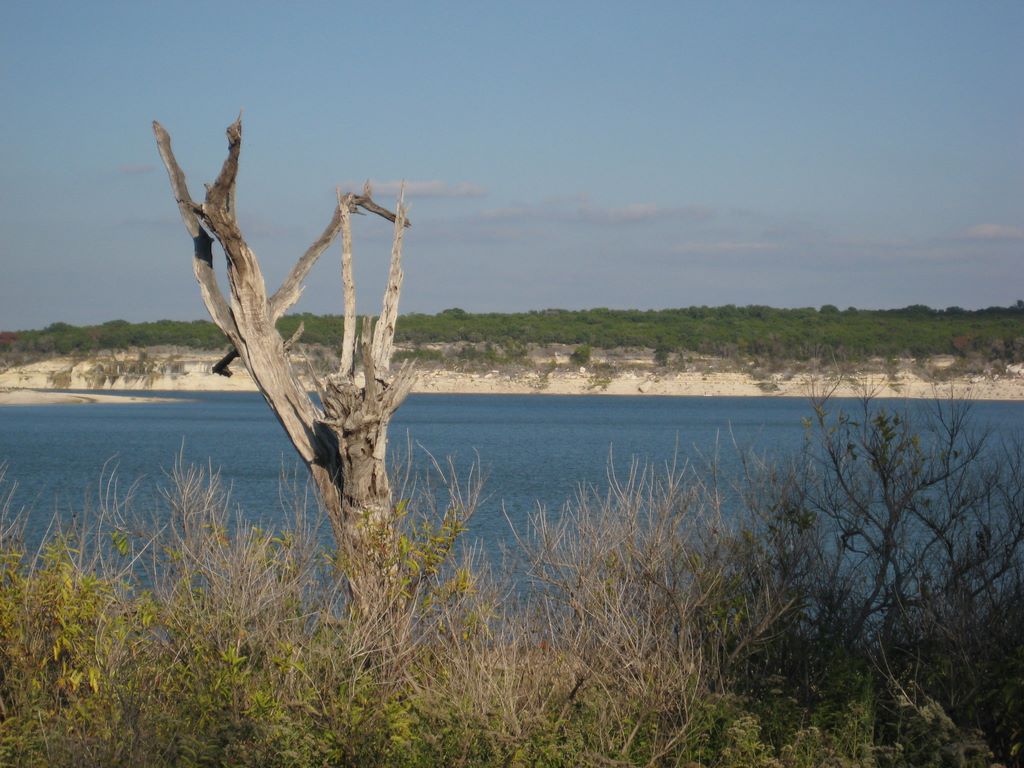 One of the many dead trees scattered along the lake.