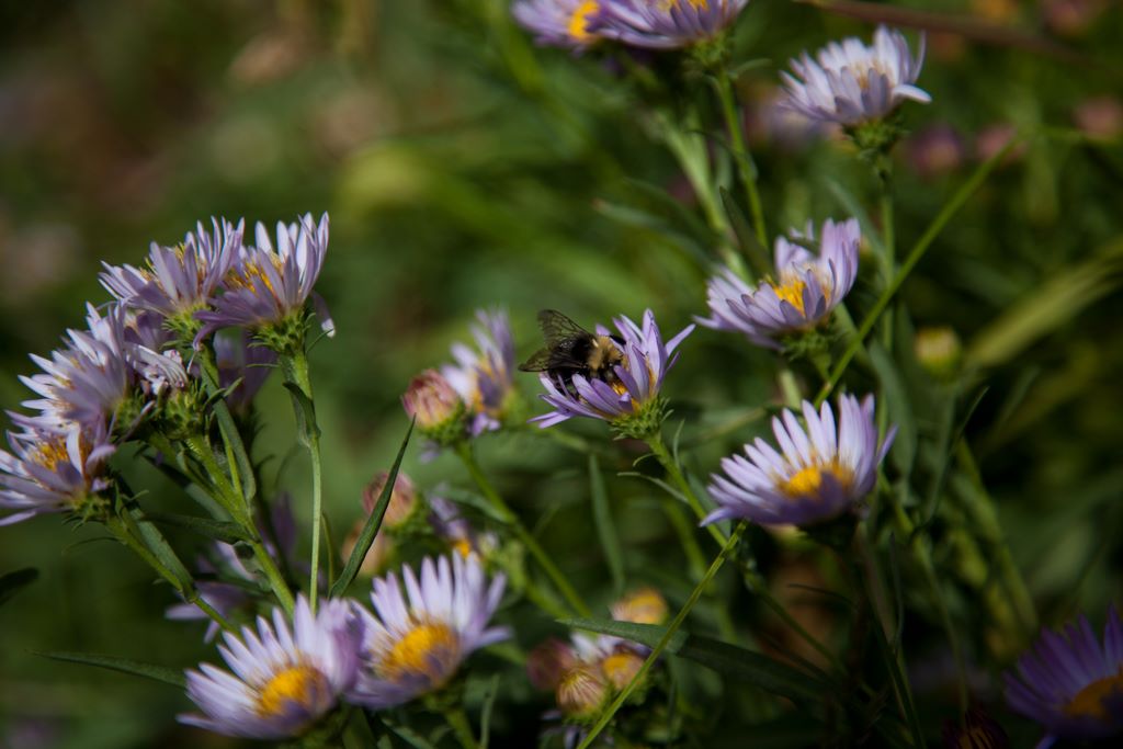 Pollination action.