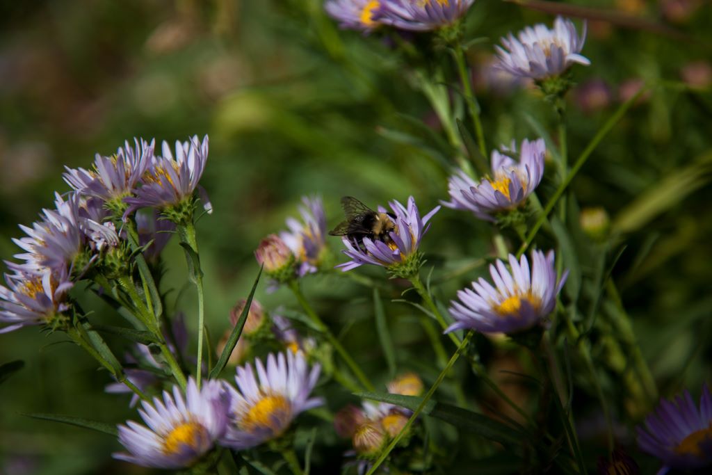 Pollination action.