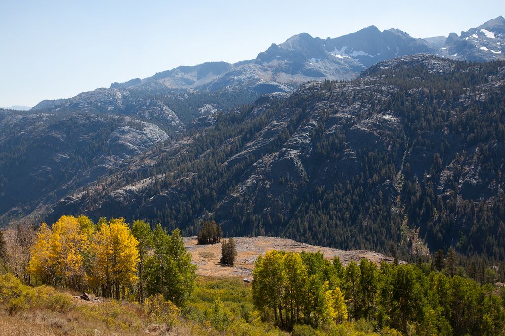 Some aspens changing colors.