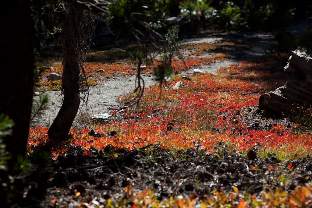 Saplings glowing red from the sun.