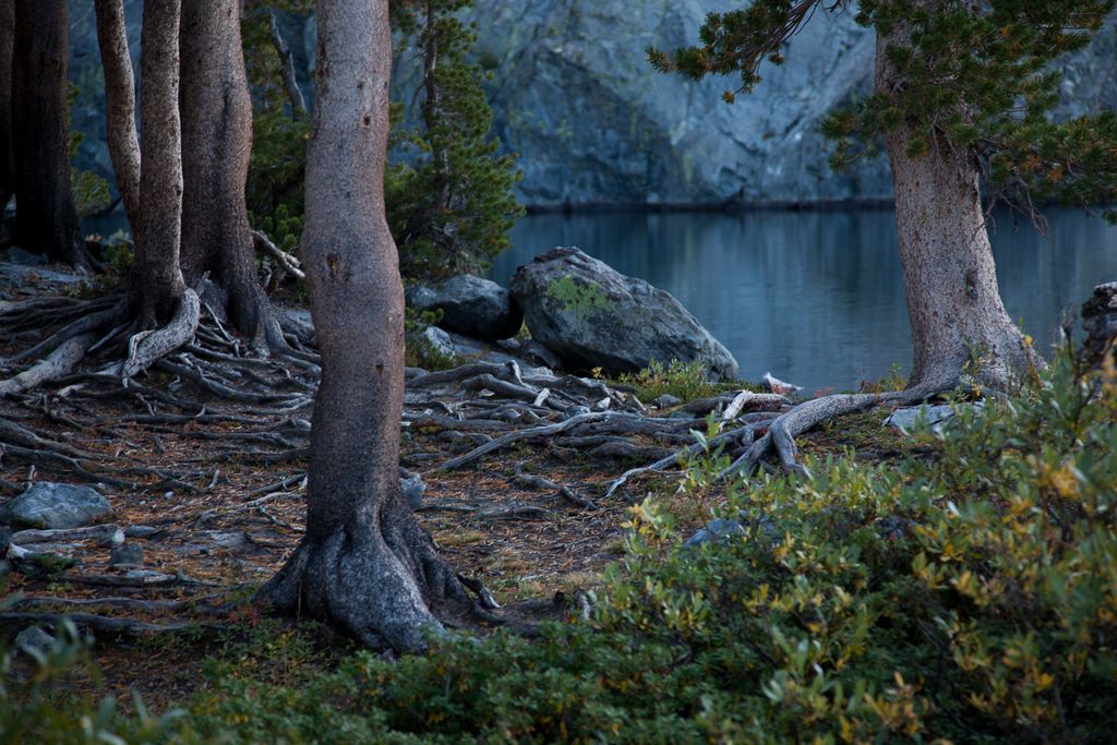 Interesting roots and trees.