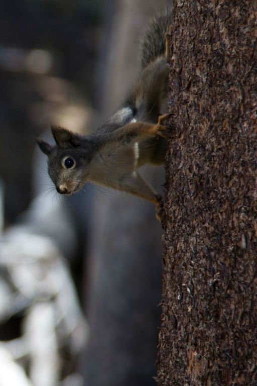 A curious squirrel.