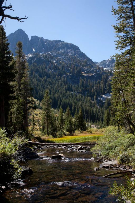 Stream with a log crossing.