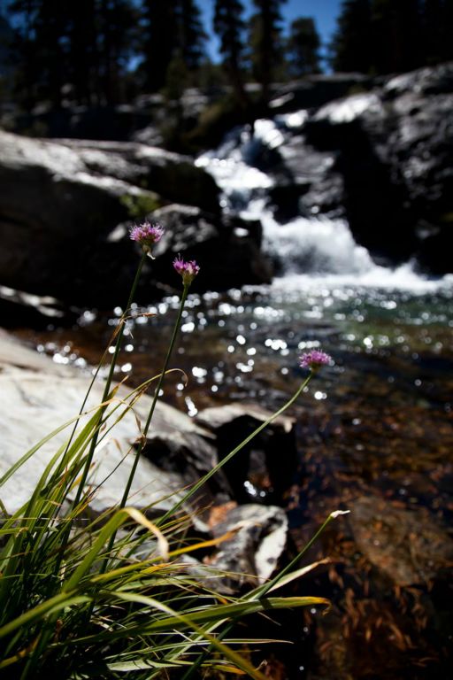 Wildflowers and waterfalls.