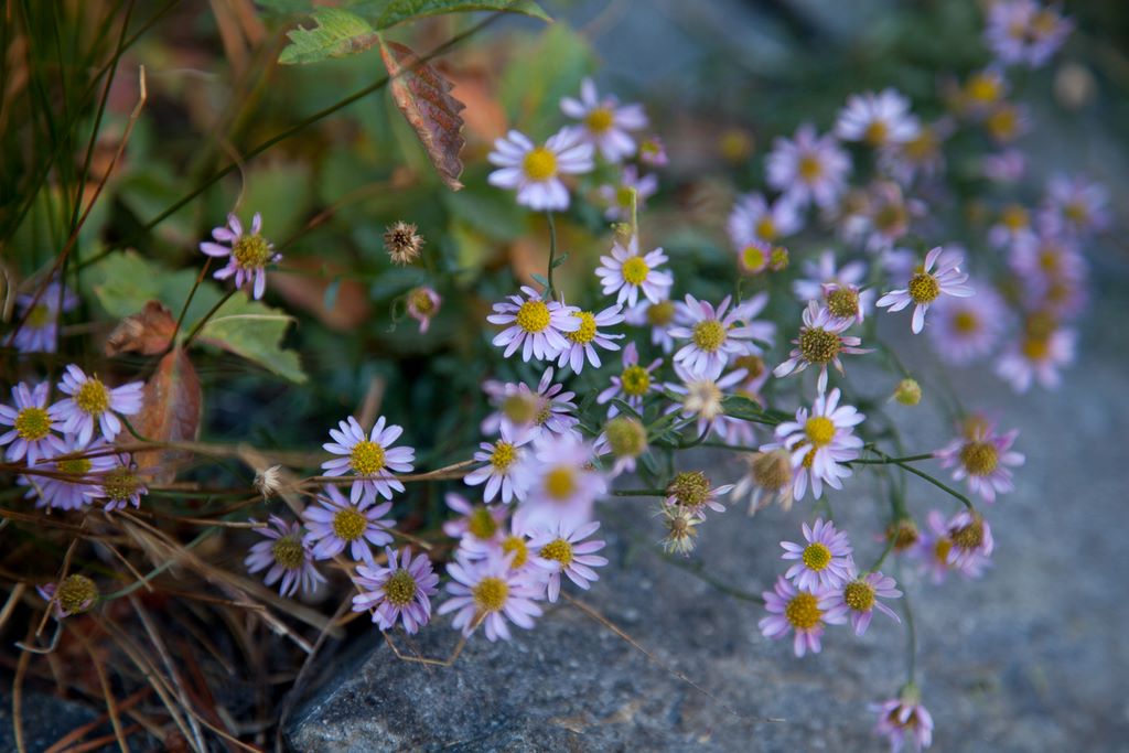 Wildflowers