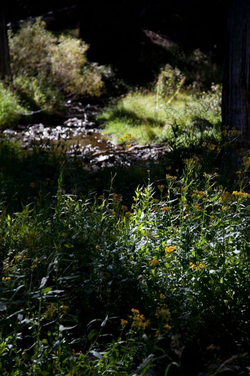 Wildflowers along the bank of mountain stream.