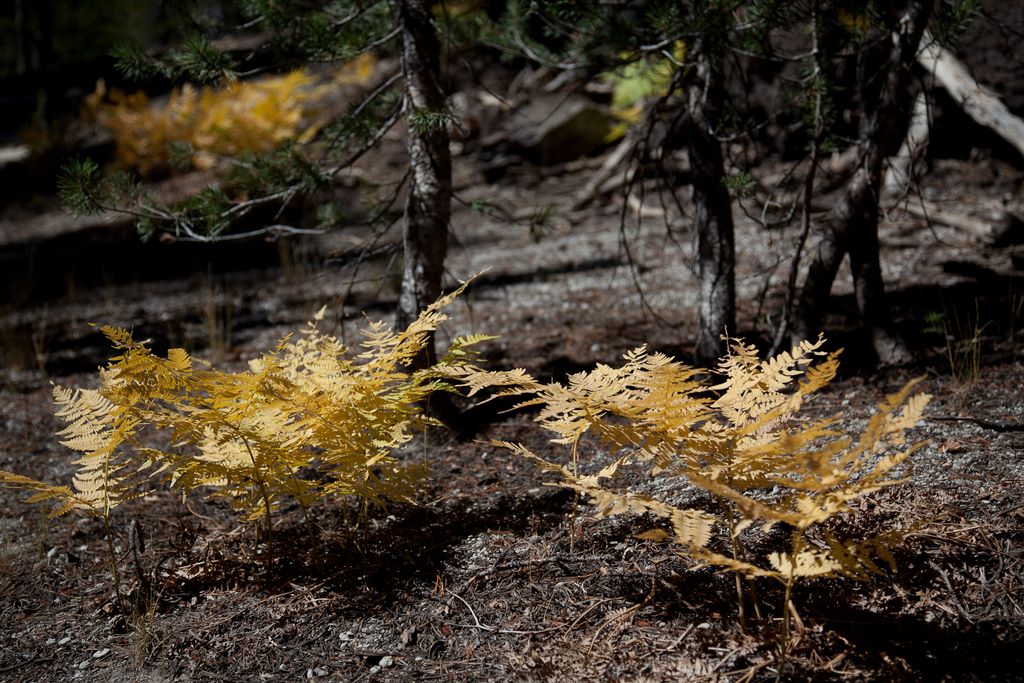 Glowing yellow plants.