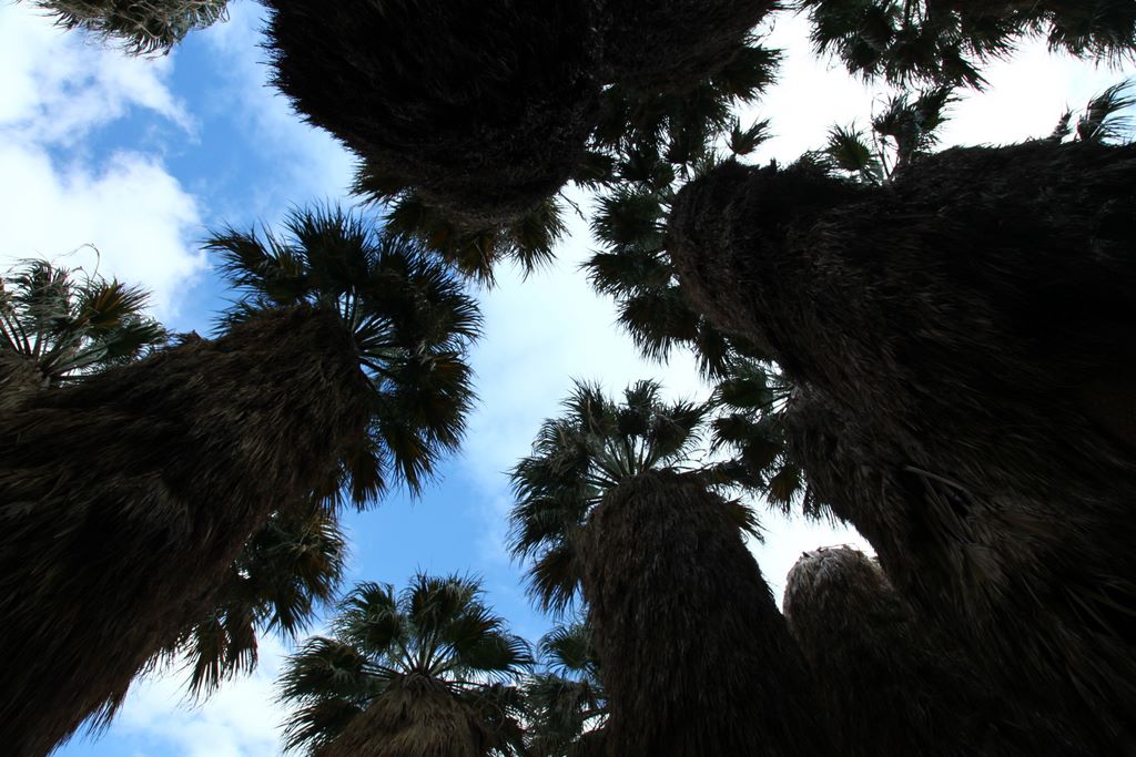 Looking up while in the palm grove.