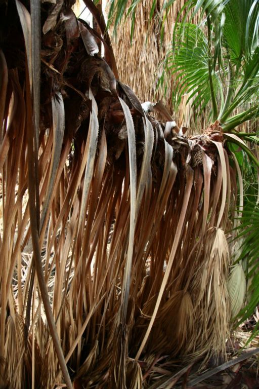 Interesting palm leaf.