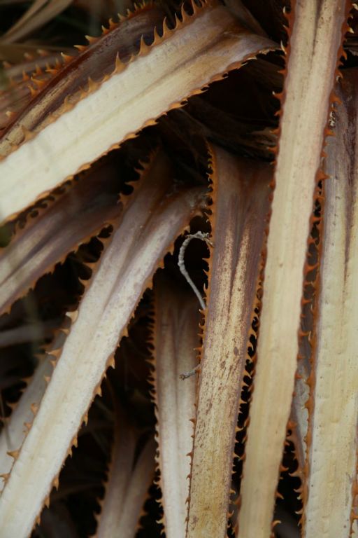 Crazy spikes on the plant.