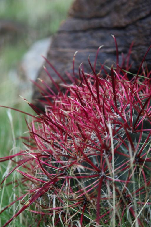 Pretty cactus.