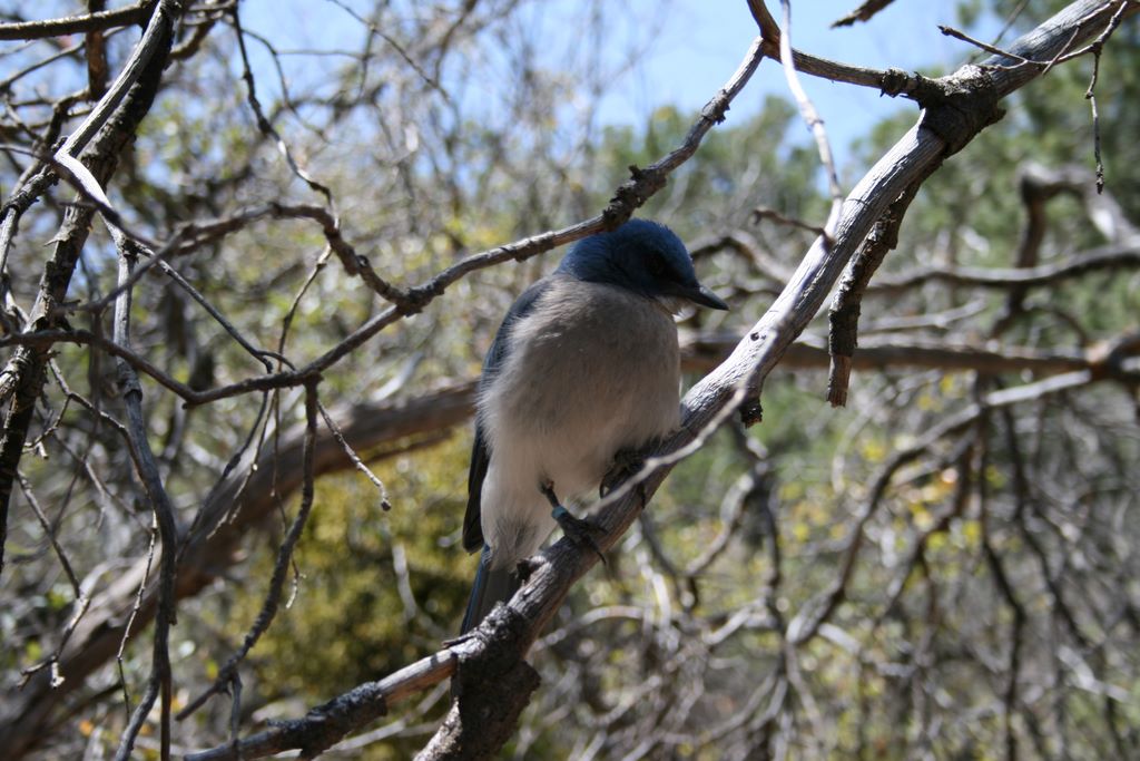 The blue bird that followed us.  Taken with a regular lense from about five feet away.