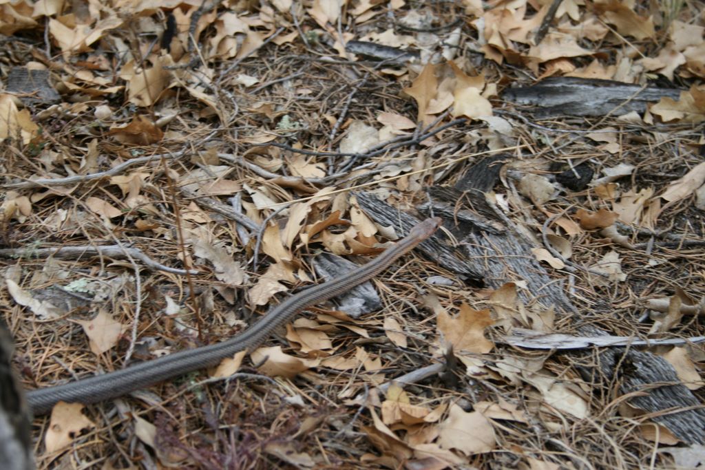 Black Neck Garter snake