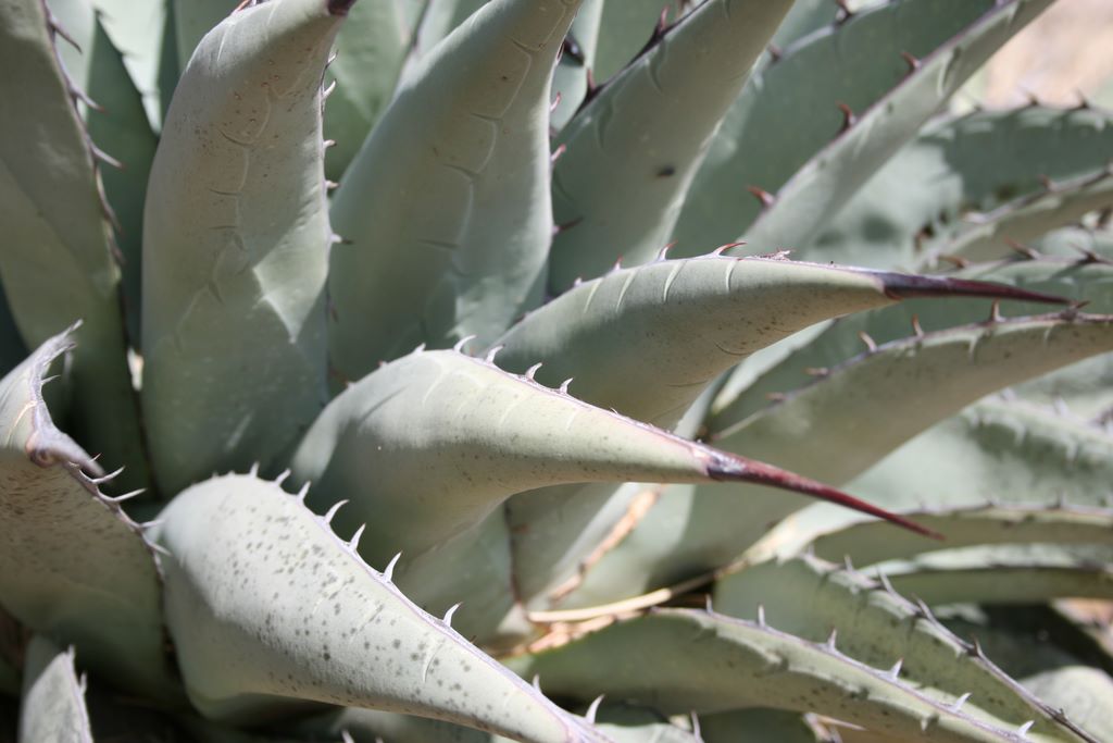 Close up of a typical plant in big bend.