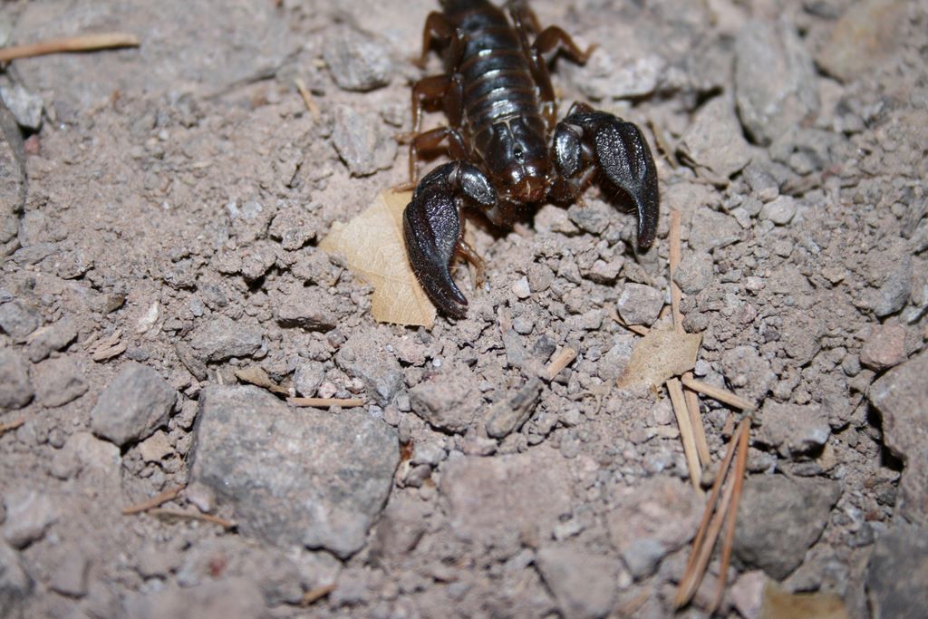 Found a scorpion on the way back to camp.