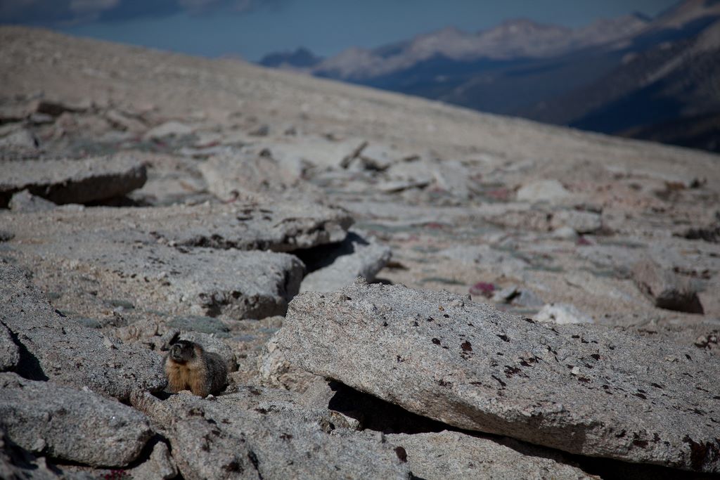 Another marmot