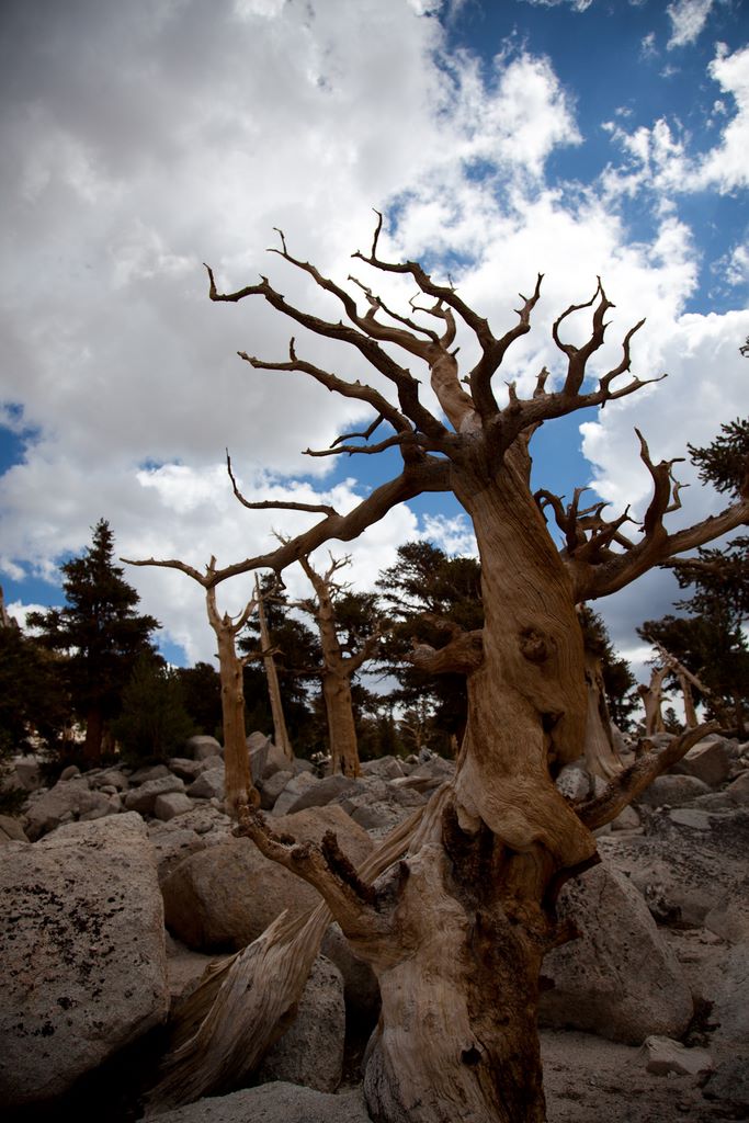 Dead tree reaching for the sky