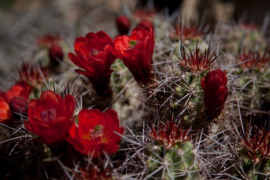 Claret cup cactus blooms