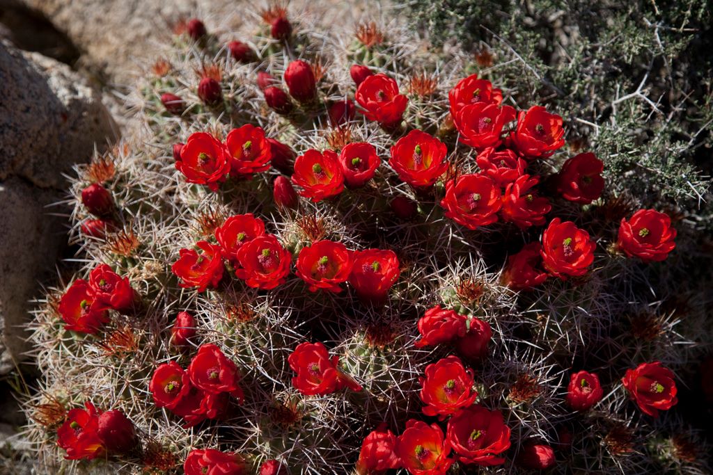 Large bloom of claret cups