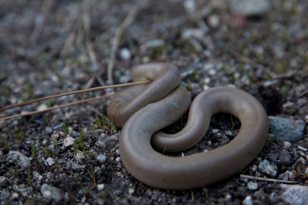 Rubber Boa that hid its head like an osterich