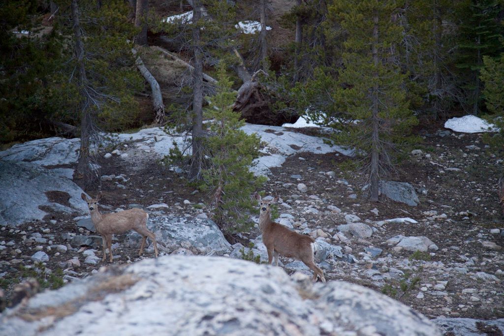 Deer looking surprised