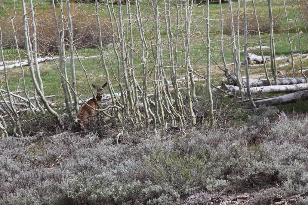 Strange deer that peed in front of us for about 2 minutes.