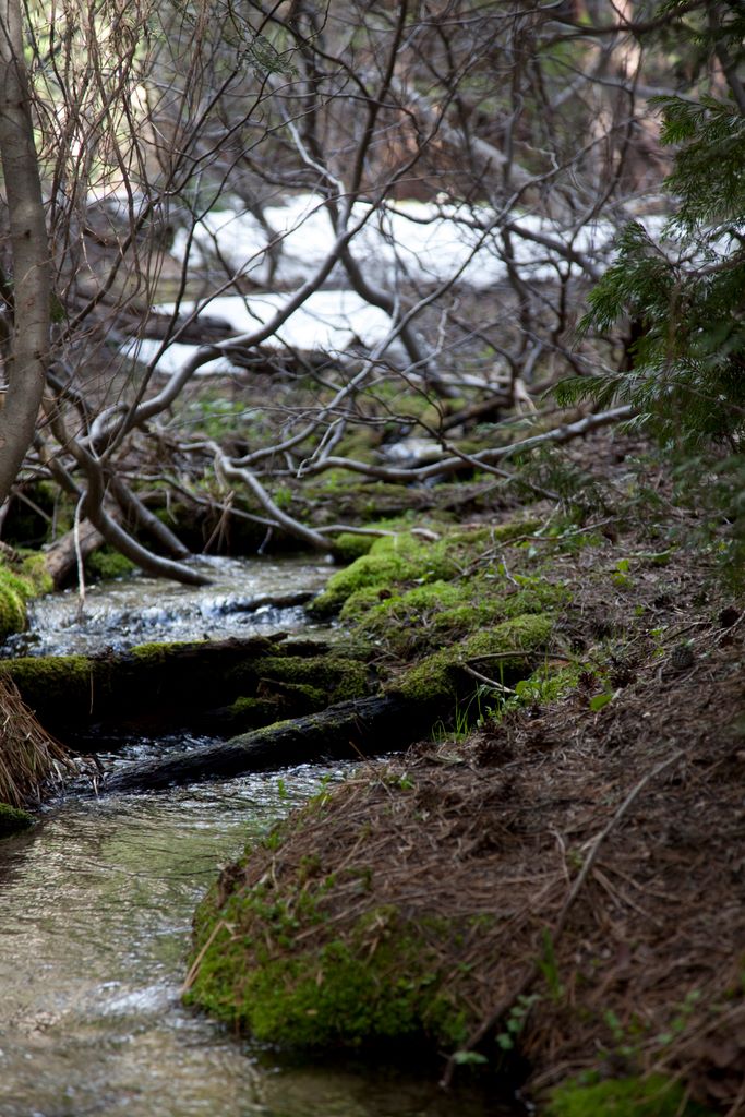 Mossy stream