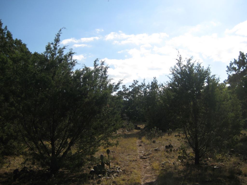 Trail littered with cacti.