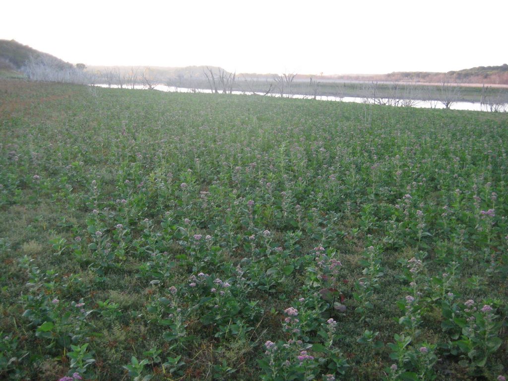 Field between the campsite and the lake.