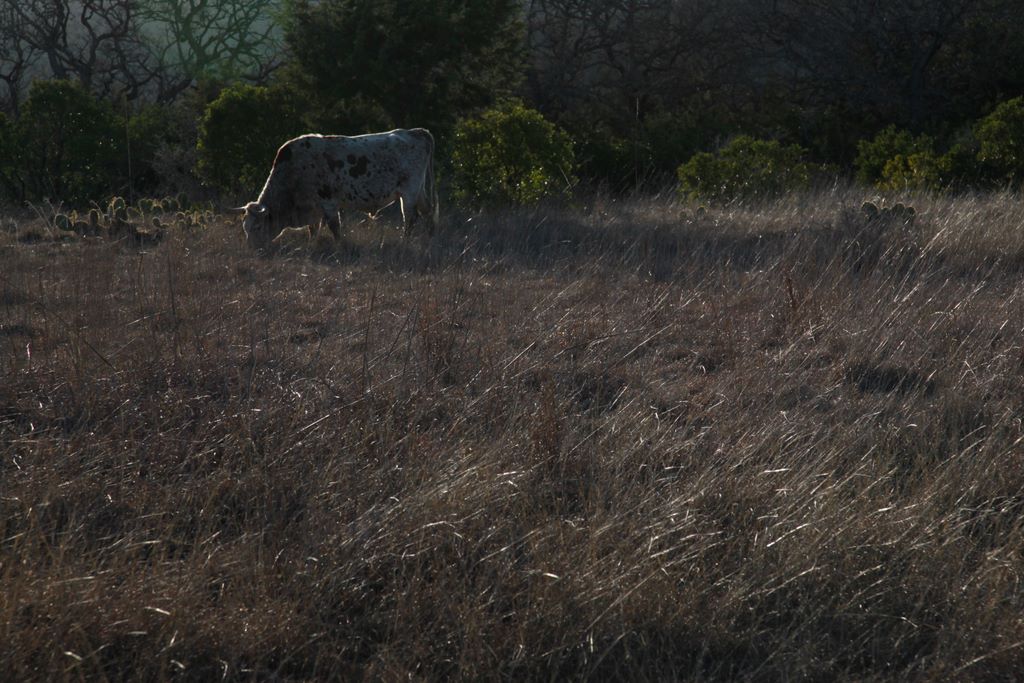 A cow wandered into the park.