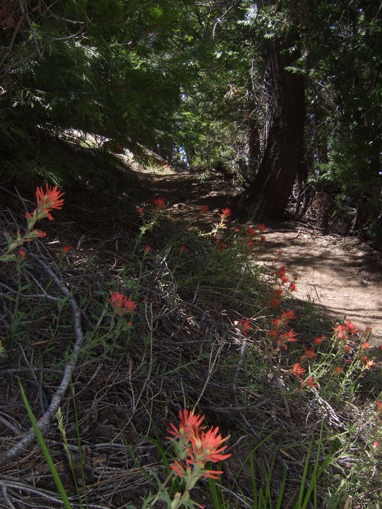 More wildflowers along the trail.