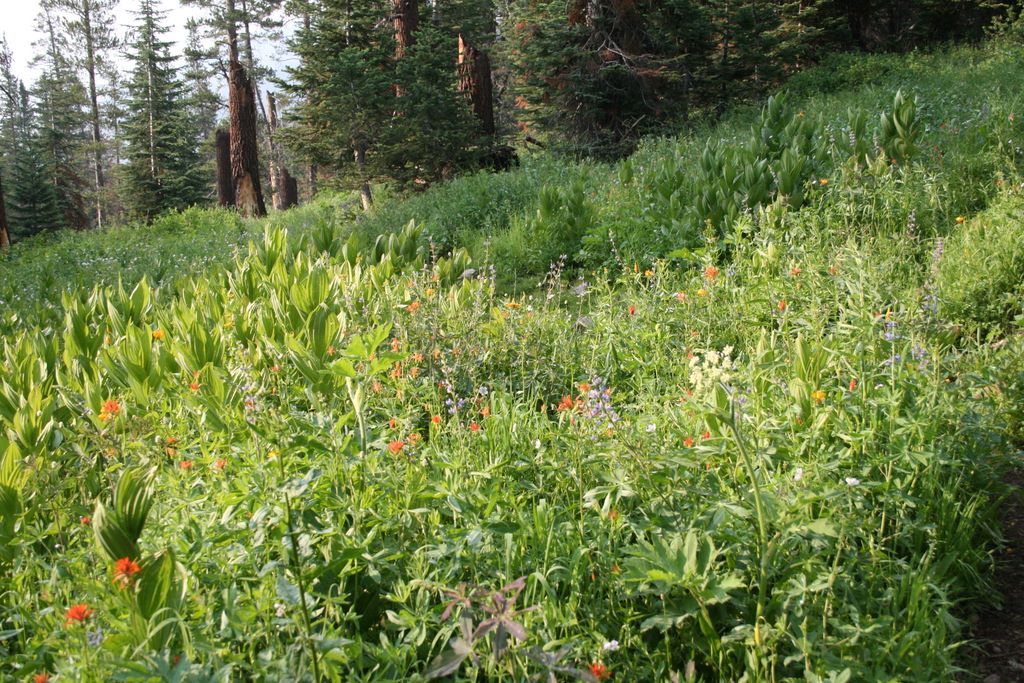 Field of wildflowers.  The trail winds right through the middle.