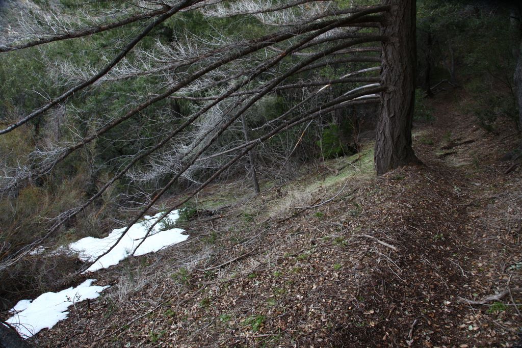 Interesting tree along the trail.