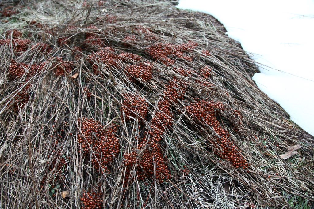 The ladybugs would latch on to bushes (and they were everywhere).