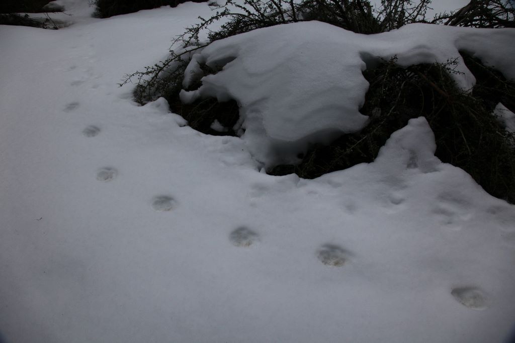 Mountain lion tracks.  The tracks were about the size of my fist.