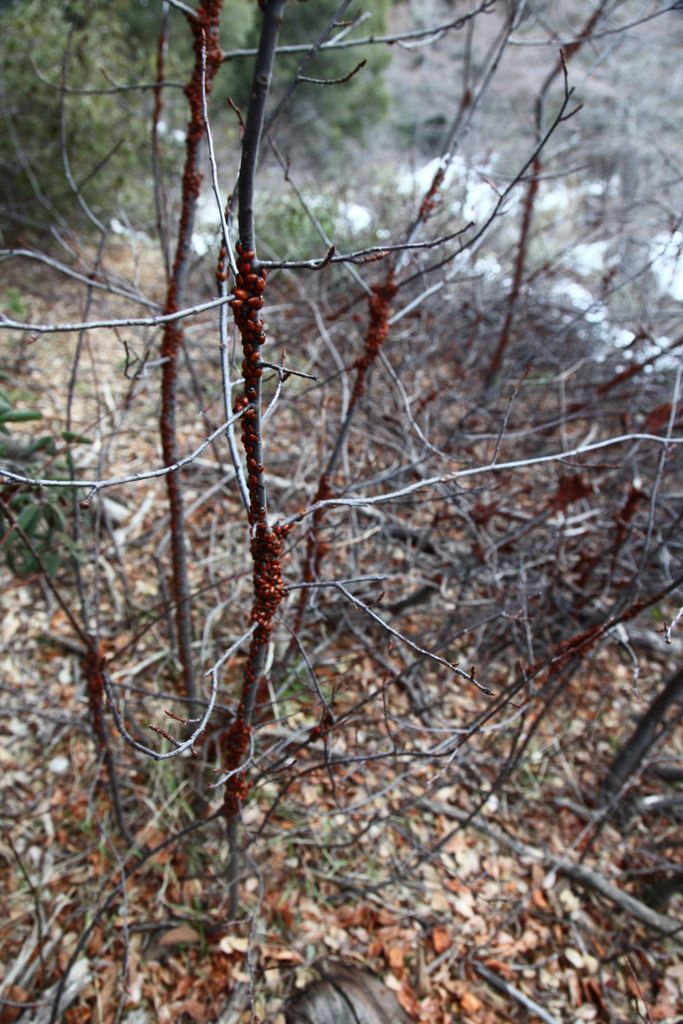 The ladybugs were even latched onto the saplings (which meant you had to move them to continue down the trail).