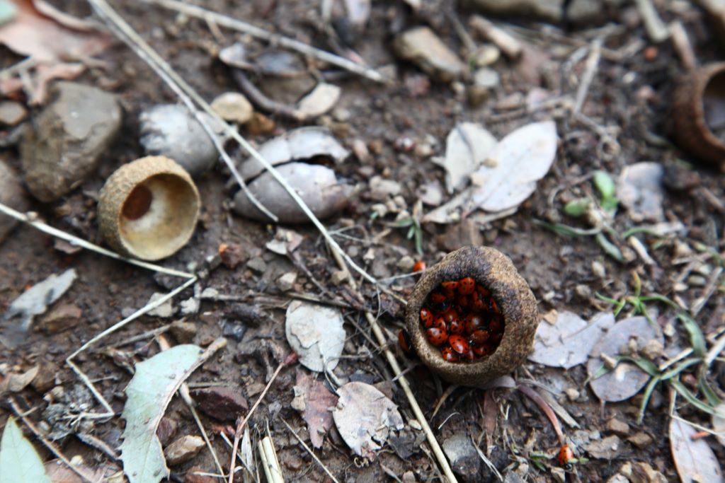 Ladybugs taking refuge in an acorn.