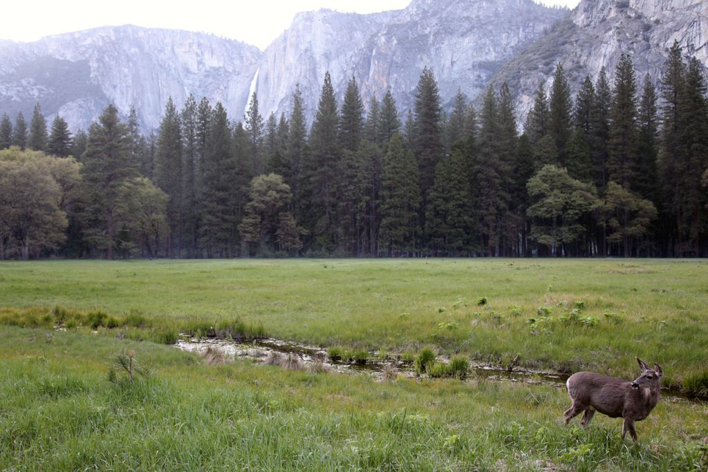 Black tail deer in a meadow with Yosemite Falls in the background.
