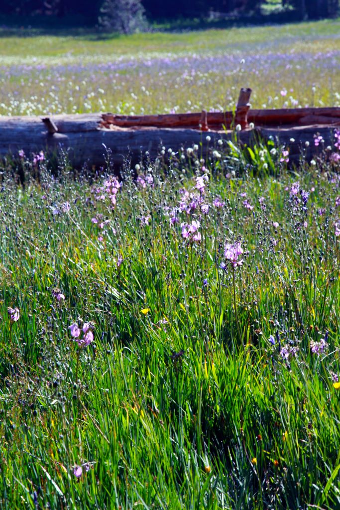 Wildflowers in a random meadow.