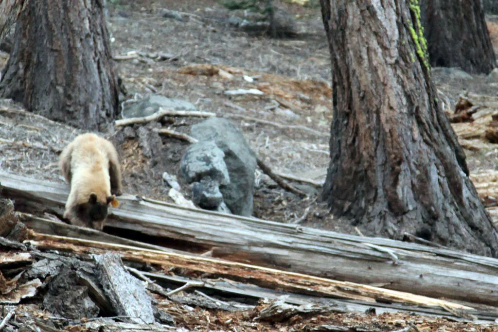 Black bear spotted on the way to Sentinel Dome