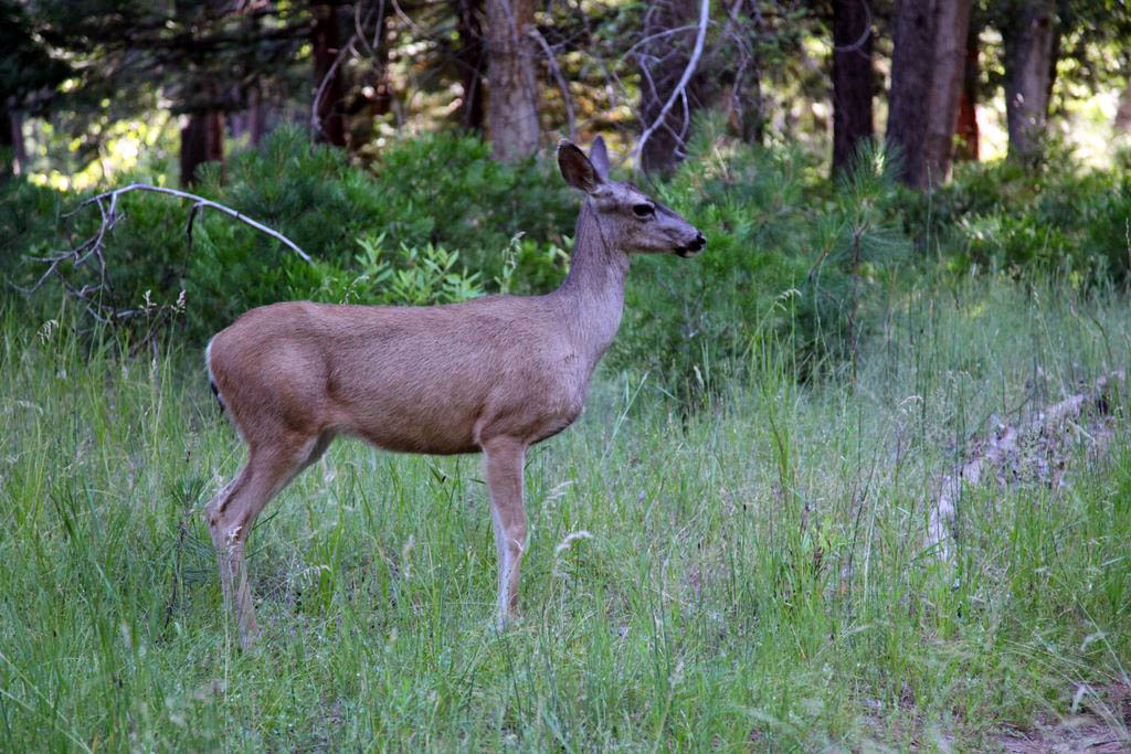 Black Tail Deer that let me get way too close.