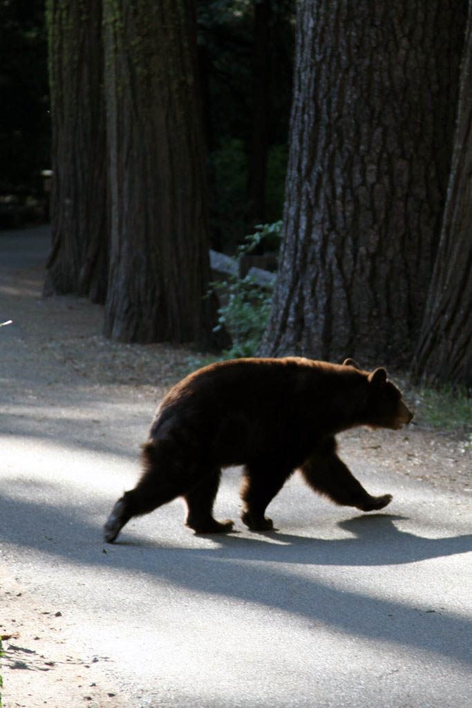 Black bear spotted between Lower Yosemite and Upper Yosemite trail heads.