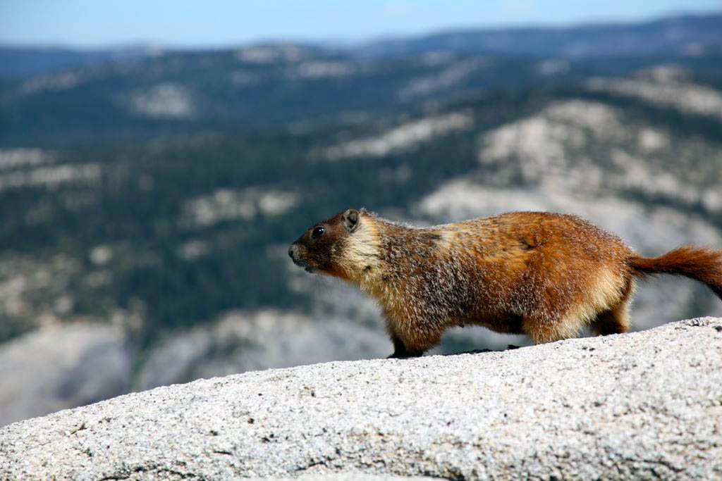 Brave marmot at the top of Half Dome