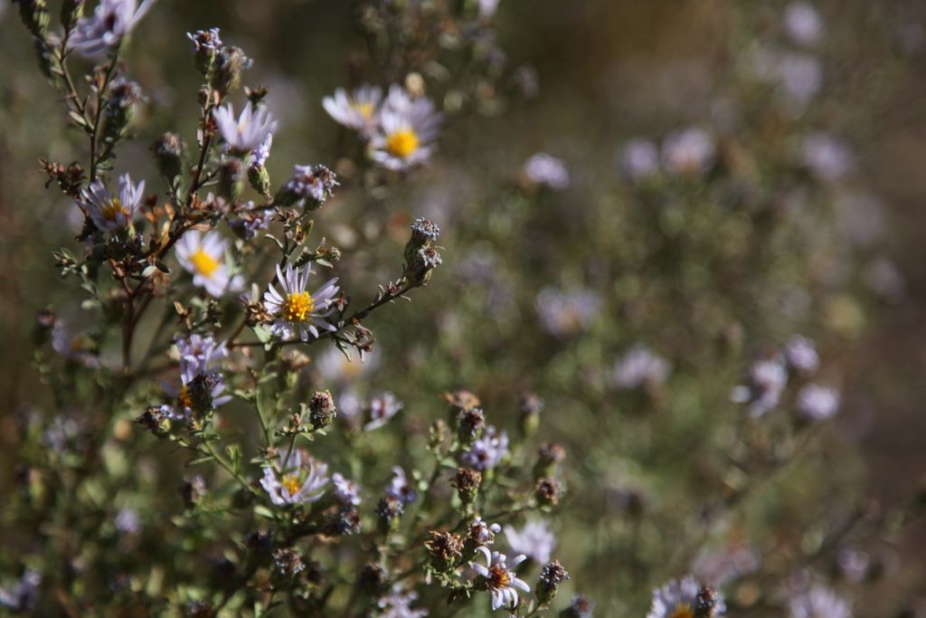 A few wildflowers remained.